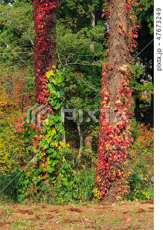 ツタウルシ_紅葉 ツタウルシ_紅葉 47673249