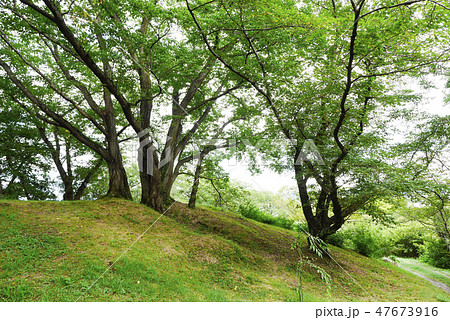 岡山 47673916