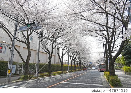 東京都三鷹市　三鷹通りの桜　 47674516