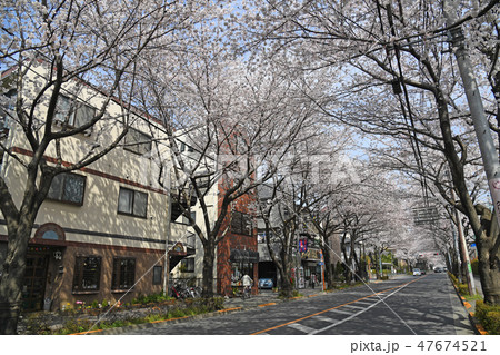 東京都三鷹市 三鷹通りの桜 東京都三鷹市 三鷹通りの桜 47674521