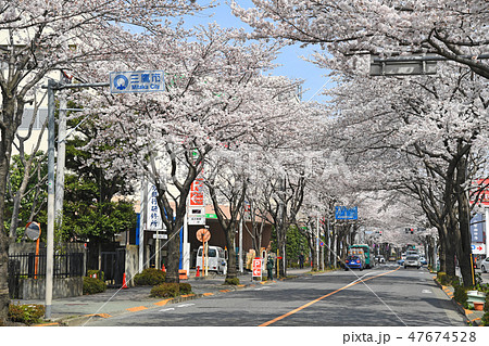 東京都三鷹市　三鷹通りの桜　 47674528