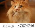 マンチカン猫 47674746