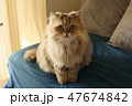 ペルシャ猫 47674842