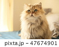 ペルシャ猫 47674901