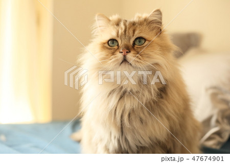 ペルシャ猫 47674901