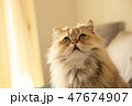 ペルシャ猫 47674907
