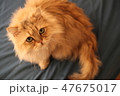 ペルシャ猫 47675017