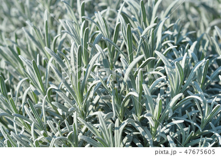 Common lavender Common lavender 47675605