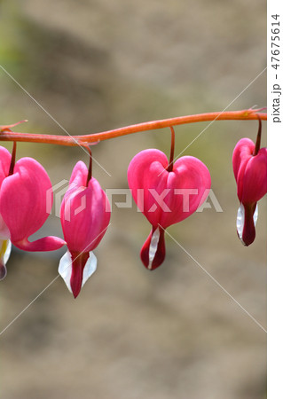 Bleeding heart Bleeding heart 47675614
