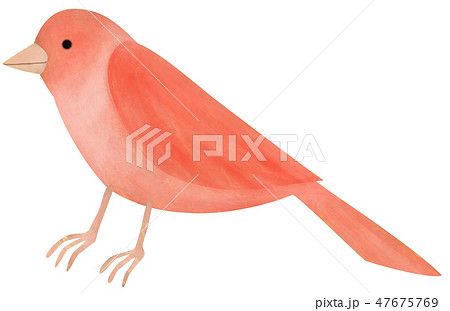 手描き どうぶつ 鳥 赤カナリアのイラスト素材