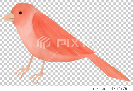 手描き どうぶつ 鳥 赤カナリアのイラスト素材