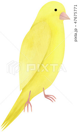 手描き どうぶつ 鳥 レモンカナリアのイラスト素材