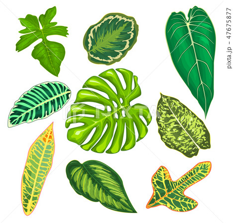 Leaves of tropical plants 47675877