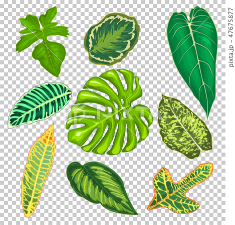 Leaves of tropical plants 47675877