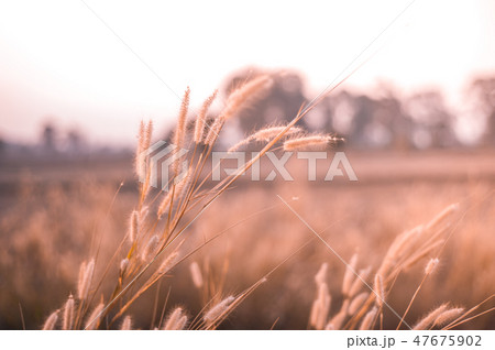 Selective focus gold beard grass with silhouette 47675902