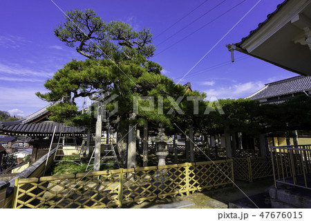 尾道　古寺めぐり　福善寺　鷲の松 47676015