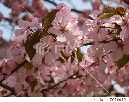 桜 桜 47676056
