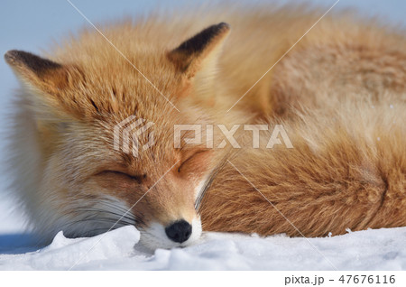 丸くなって眠るキタキツネ（北海道） 47676116