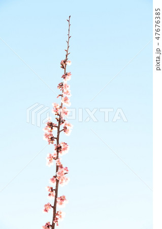 桜 桜 47676385