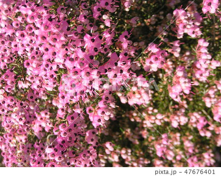 可愛い小さい桃色の花エリカ 可愛い小さい桃色の花エリカ 47676401