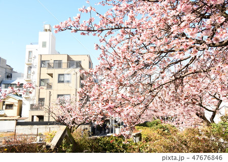 桜 桜 47676846