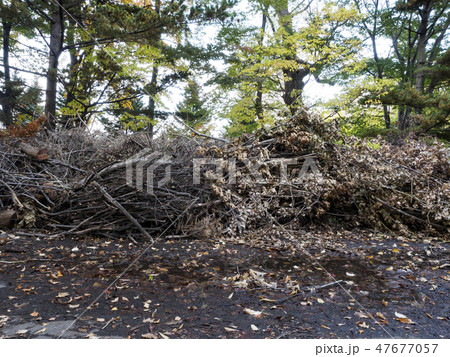 集められ積まれた大量の小枝と枯れ葉 47677057