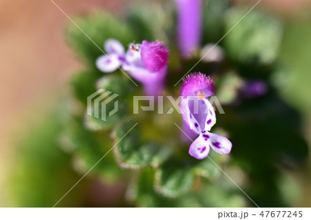 ホトケノザ（仏の座） 47677245