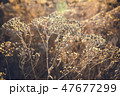 Dried autumn grass as background, screen saver 47677299