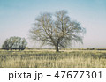 A huge willow on a large autumn field of grass, as a background 47677301