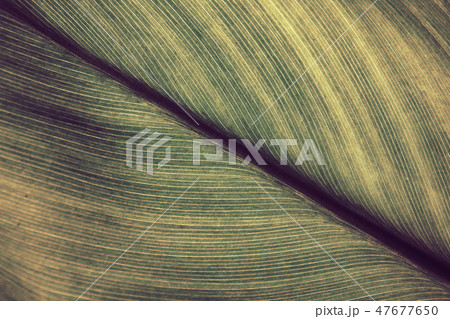 Green leaves 47677650
