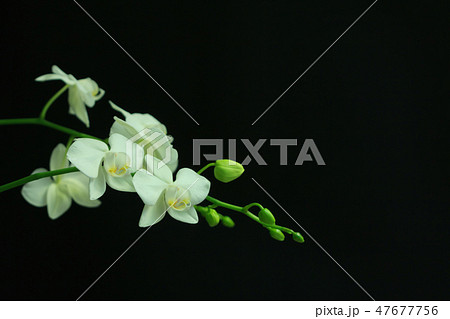 コチョウラン ファレノプシス コチョウラン属 47677756