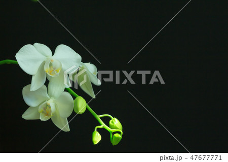 コチョウラン ファレノプシス コチョウラン属 47677771