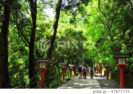 八王子市 高尾山薬王院参道(自然研究路1号路)の新緑並木と参拝者 八王子市 高尾山薬王院参道(自然研究路1号路)の新緑並木と参拝者 47677774