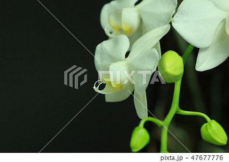 コチョウラン ファレノプシス コチョウラン属 47677776