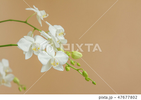 花 フラワー お花 47677802