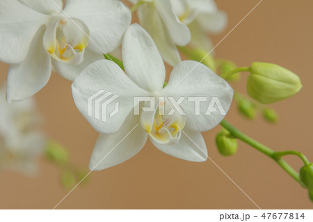 花 フラワー お花 47677814