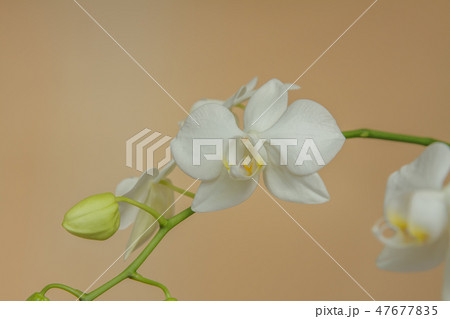 花 フラワー お花 47677835