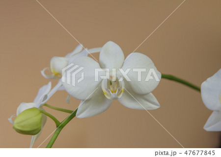 花 フラワー お花 47677845