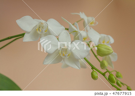 花 フラワー お花 47677915