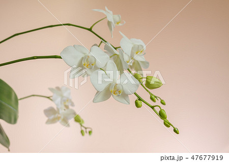 花 フラワー お花 47677919