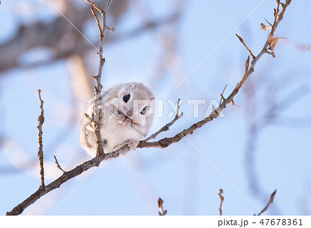 エゾモモンガ 47678361