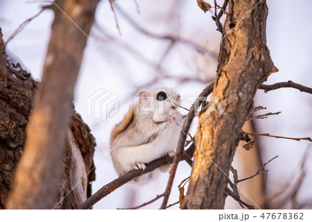 エゾモモンガ 47678362