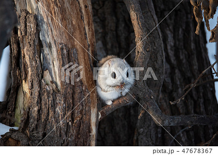 エゾモモンガ エゾモモンガ 47678367