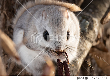 エゾモモンガ 47678384