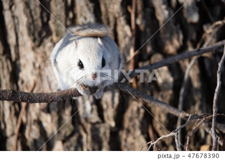 エゾモモンガ エゾモモンガ 47678390