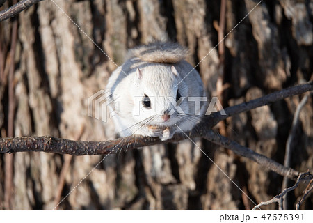 エゾモモンガ エゾモモンガ 47678391