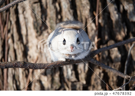 エゾモモンガ 47678392