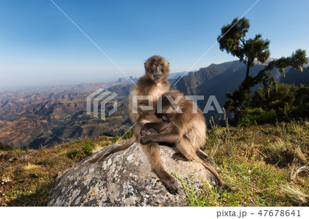 Close up of Gelada monkeys grooming 47678641