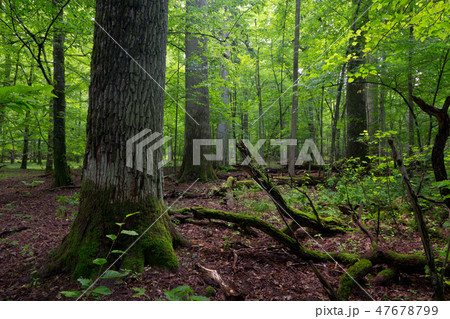 Deciduous stand in summer with broken trees Deciduous stand in summer with broken trees 47678799