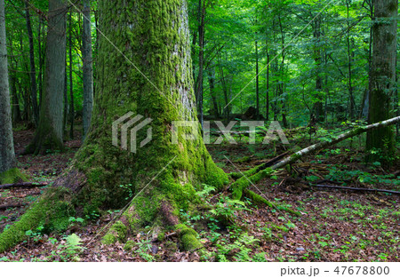 Huge old oak tree moss wrapped 47678800